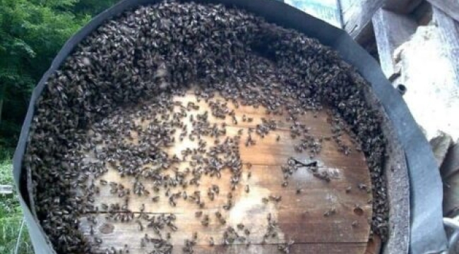 Bilirkişi uyarmıştı, arılar ölmeye başladı!
