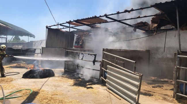 Seferihisar'daki iki orman yangınında 3 ev, 12 araç yandı!