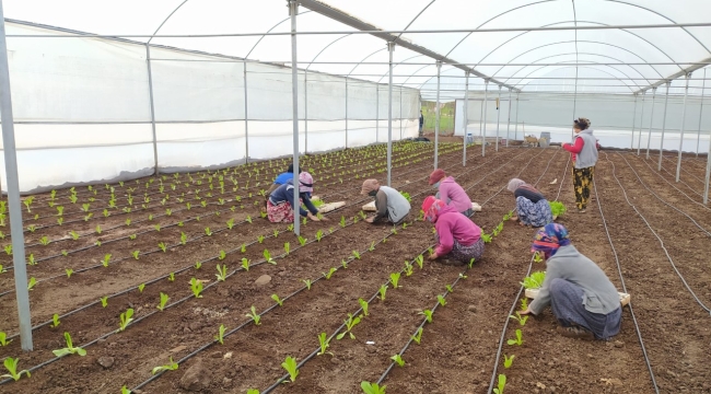 Siverek'te kadın istihdamına yönelik kurulan projede ilk sebzeler ekildi!
