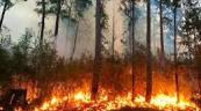Karasu'da orman yangını çıktı!