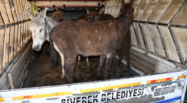 Siverek'te başıboş hayvanlar sıcak yuvaya kavuşturuldu!