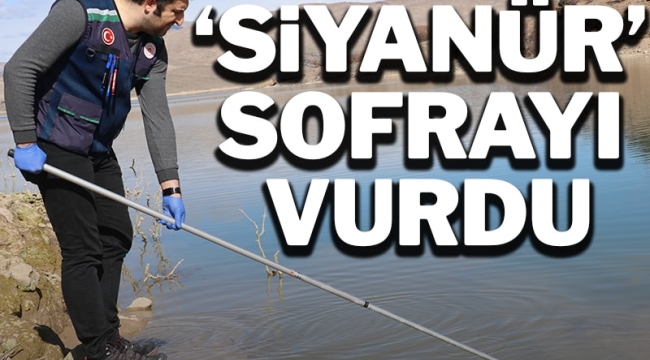 Siyanür sofrayı vurdu: İliç'teki köylüler peynirini, sütünü satamıyor!