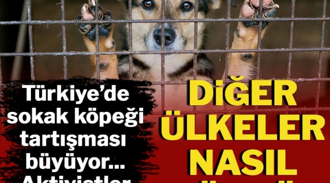 SOKAK KÖPEKLERİ ÜLKENİN EN ÖNEMLİ GÜNDEMİ ARTIK!