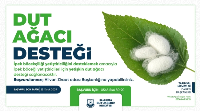 ŞANLIURFA BÜYÜKŞEHİR BELEDİYESİ'NDEN İPEK BÖCEĞİ YETİŞTİRİCİLİĞİNE DESTEK