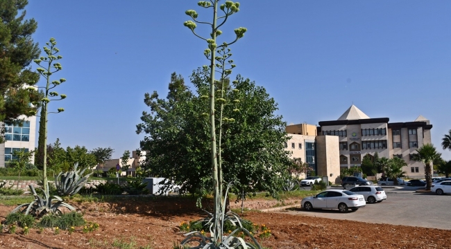 Sabır Çiçeği Harran Üniversitesi'nde Açtı!
